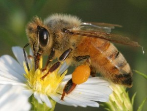 image - honey bee