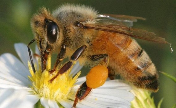 image - honey bee